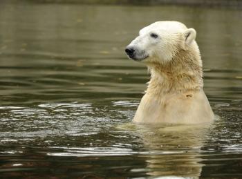 Polar Bears’ Habitat in the Arctic Designated as ‘Critical’
