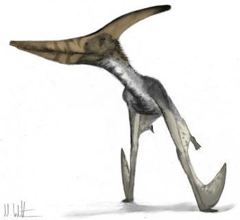 Pterosaurs: Fragile Coastal Soarers or Strong Continent Crossers?