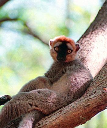 Illegal Logging Driving Lemurs to Extinction in Madagascar