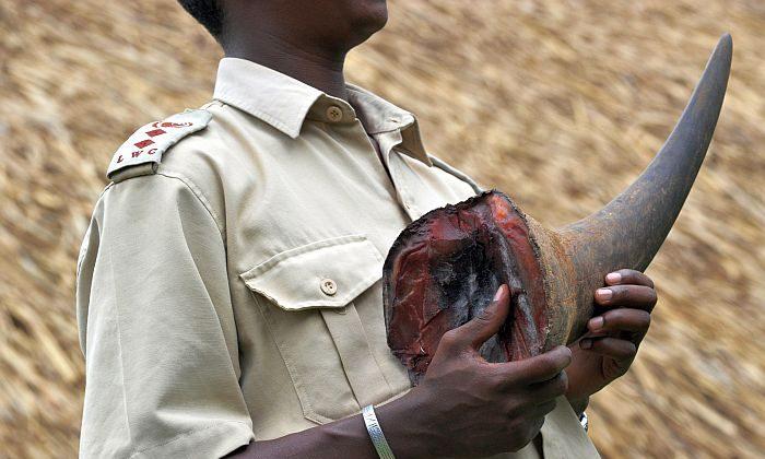 Rhino Horn Trade in Vietnam Warrants Trade Sanctions, Says Group