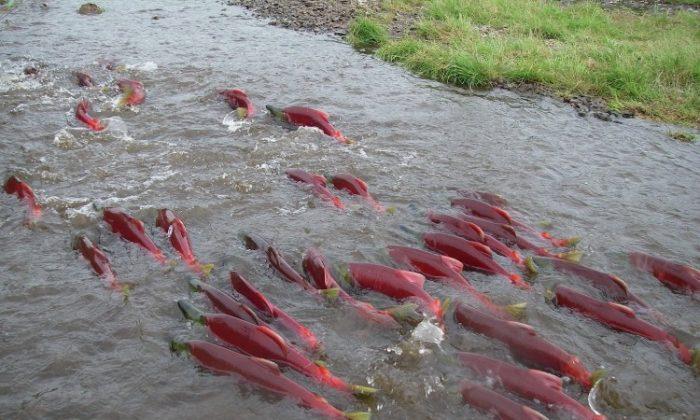 Salmon Use Magnetic Map to Find Rivers