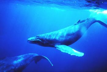 New Humpback Whale Songs Spread East Across South Pacific