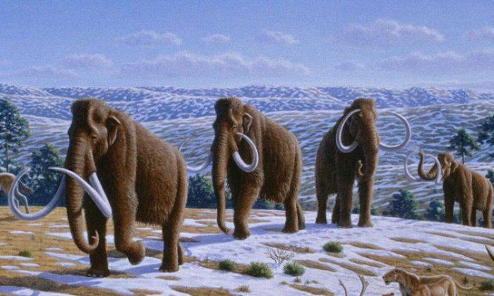 Biodiversity Protected Prehistoric Mammals From Climate Change