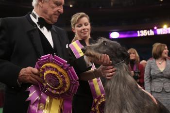 Westminster Dog Show 2011: Scottish Deerhound Wins Westminster Dog Show
