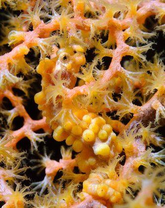 SCIENCE IN PICS: Spot the Pygmy Seahorse