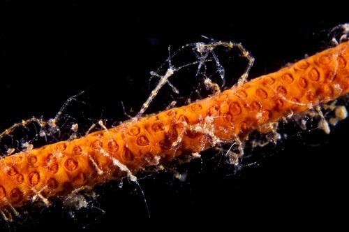 SCIENCE IN PICS: Skeleton Shrimp on Whip Coral