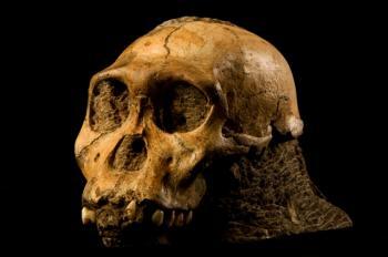 1.9-Million-Year-Old Hominid Fossils Discovered: Australopithecus sediba