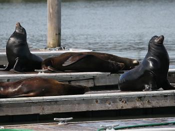 Hungry Sea Lions in Pacific Northwest Killed for Overeating Salmon