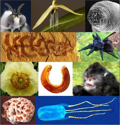 2012 Top 10 New Species List Highlights Biodiversity Crisis