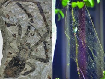Largest Spider Fossil Discovered in China