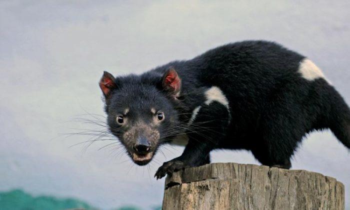 Tasmanian Devil Cancer Genome Sequenced