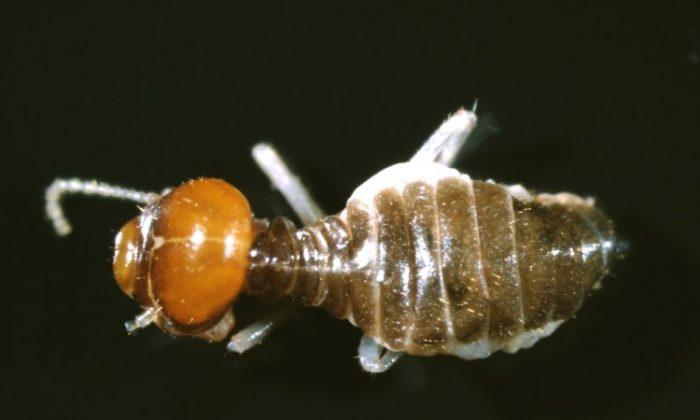 Gold-Digging Termites Concentrate Minerals in Bodies and Nests