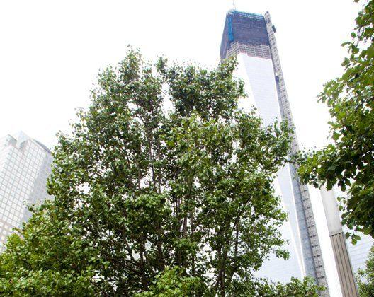 Tree Gives Hope During 9/11 Recovery and Beyond