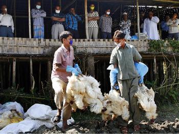 Bird Flu Outbreak in Bangladesh, 117,600 Chickens Killed
