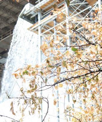 NYC Waterfall Art Harming Nearby Trees