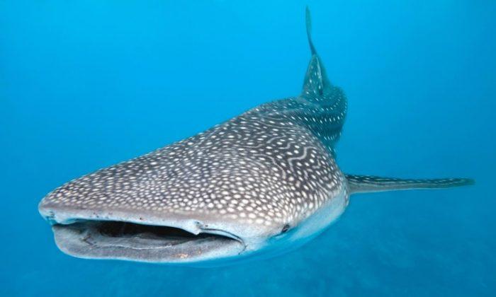 Whale Sharks Bask at Surface to Get Warm