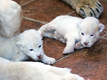 Belgrade Zoo Boasts Newly-Born White Lions