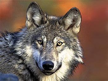 Gray Wolves Still on Endangered Species List in Rockies