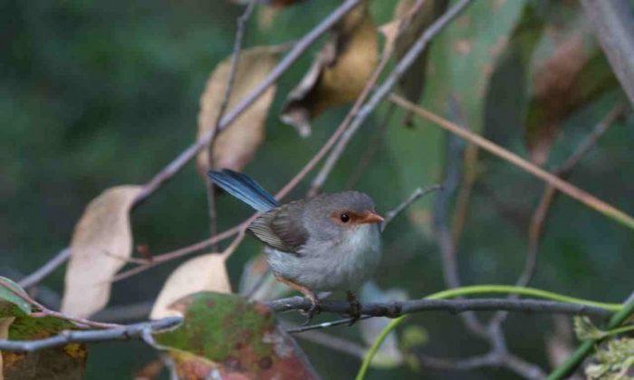 Baby Fairy-Wrens Tweet Incubation Password for Food