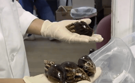 Giant Snails Still Terrorizing Florida Despite Massive Expenditures (Video)