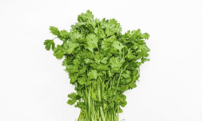 Cilantro, One of Mankind's Most Popular Herbs