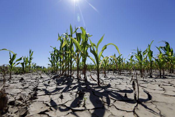 Satellites, drones, and artificial intelligence can help farmers anticipate and mitigate weather challenges, precision agriculture advocates say. (Michael Conroy/AP Photo)