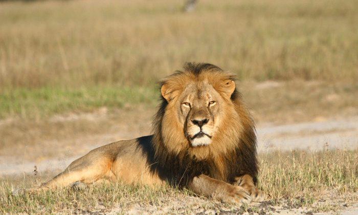 Police: Man Crashes Boat of Dentist Who Killed Cecil the Lion
