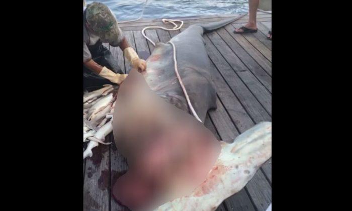 Video: Hammerhead Shark Has 34 Babies Inside