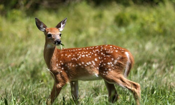 Chronic Wasting Disease May Have Killed 5th Deer in Michigan