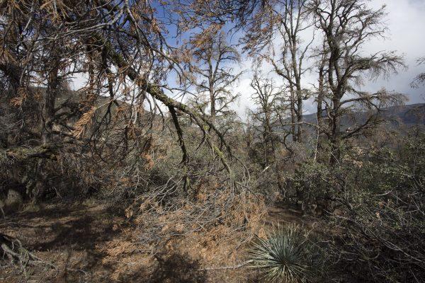 Dead and dying trees are in a forest stressed by historic drought conditions near Frazier Park, Calif., on May 7. (David McNew/Getty Images)