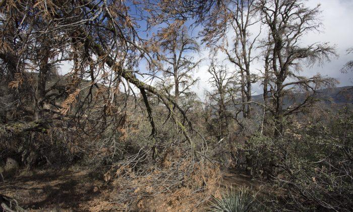 Extreme Droughts Weaken Trees’ Ability to Soak Up Carbon