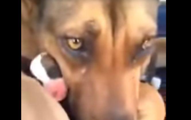 Video: Dog Starts ‘Crying’ After Her Puppies Were Rescued