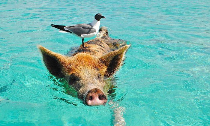 Friendly Swimming Pigs in Bahamas, No Kidding (+ Photos, Videos)