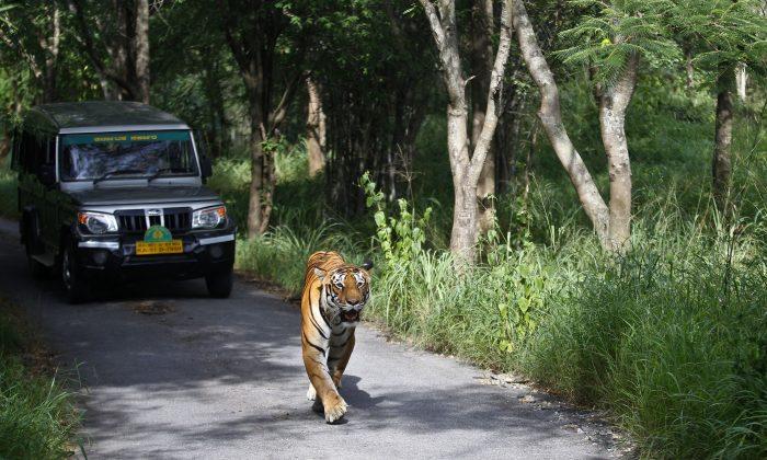 Wildlife Groups Say 41 Tigers Have Died in India This Year
