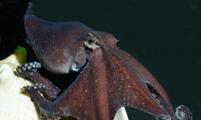 Odd Suckers: Octopus Species That’s Weirdly Social, Romantic