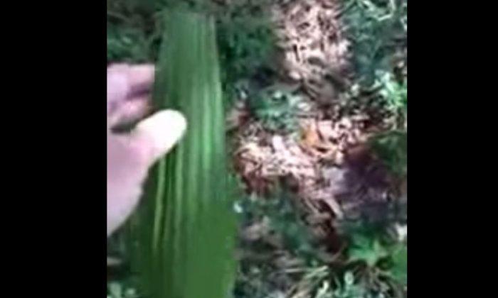Viral Video: Plant Moves On Its Own