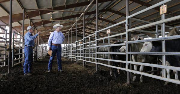 Texas and Southwestern Cattle Raisers Association special ranger Doug Hutchison (R) at the Giddings Livestock Commission in Giddings, Texas, on June 22, 2015. (Eric Gay/AP Photo)