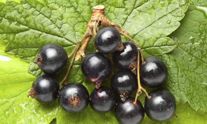 Outlawed Berries Boost Brain Power and Mood