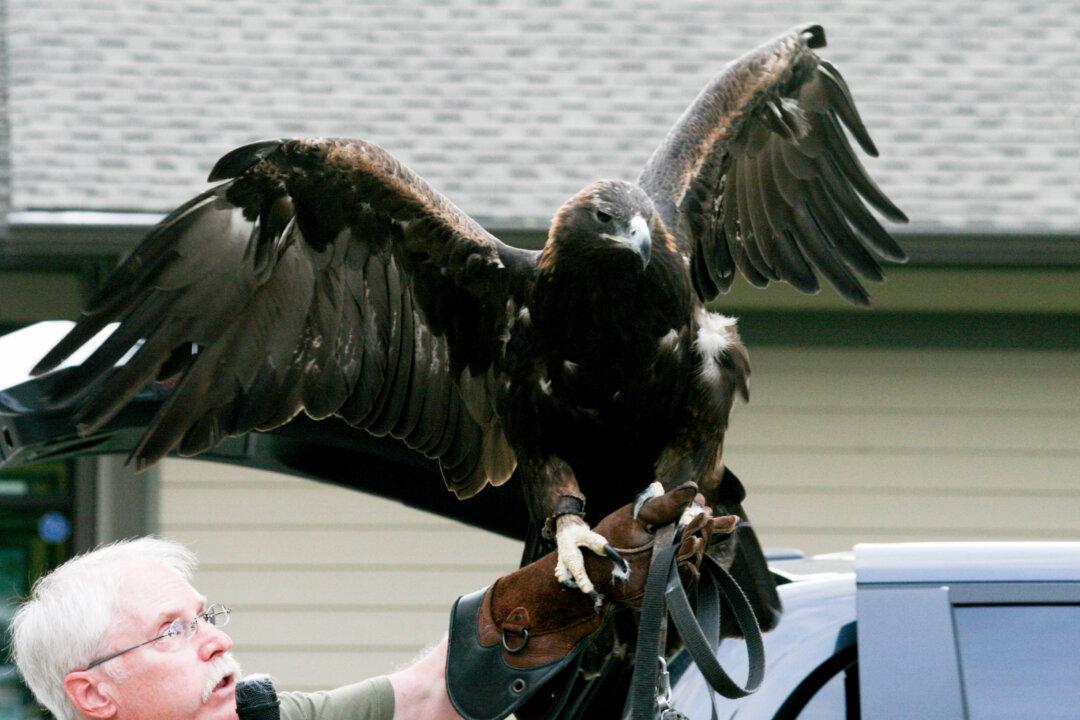 Photo Gallery: Birds of Prey at the Mamakating Library