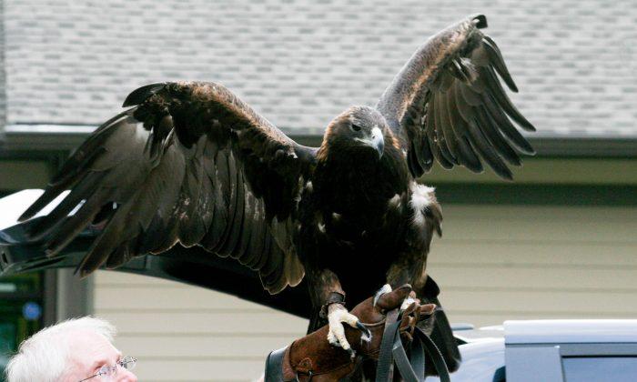 Photo Gallery: Birds of Prey at the Mamakating Library