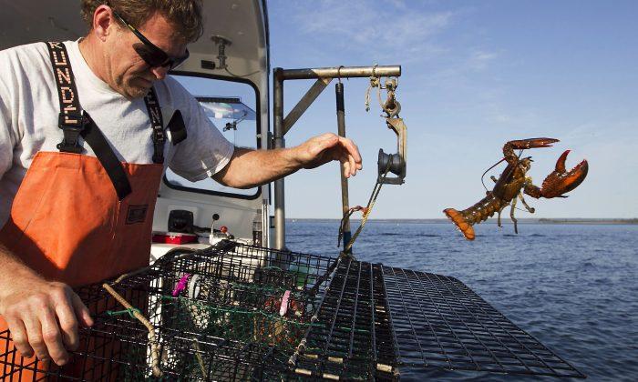 Lobster Population Is Shifting North; Ocean Warming Blamed