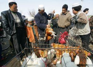 China Reports Bird Flu Outbreak in Inner Mongolia