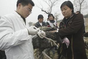 116 Quarantined in China for Suspected Bird Flu Infection