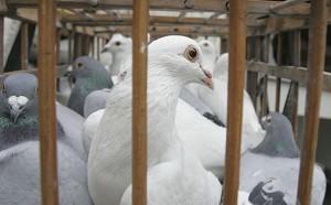 China Reports New Bird Flu Outbreak in Northeast