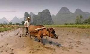 How the Chinese Farmers Feed Themselves