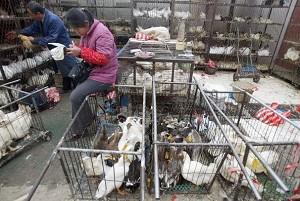 Chinese Government Confirms Bird Flu Outbreaks in Xinjiang