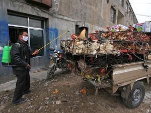 Chinese Officials Confirm 3 Human Bird Flu Cases