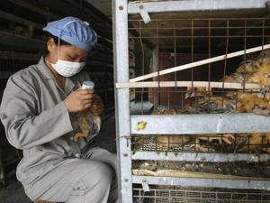 New China Flu Death May Mean Bird Cases Undetected