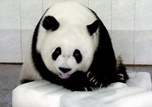 Double Happiness as Panda Gives Birth to Twins