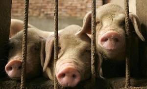 Media Blackout as Pig-Borne Disease Spreads